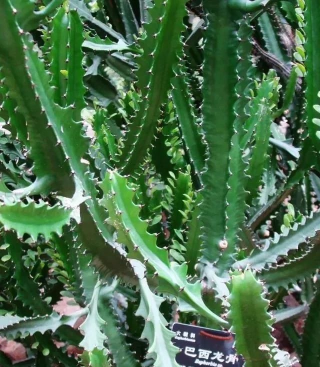 『含有毒素』几种有毒的多肉植物,你家可能就有一盆,养护需小心