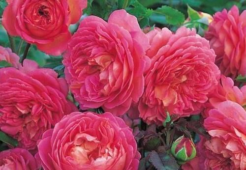  【清甜】此花，花型色俱美，香味清甜好闻。