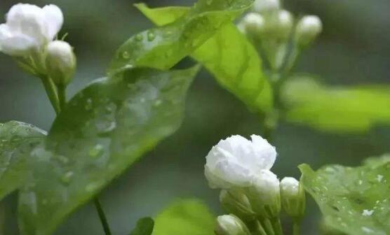  『花期』茉莉花什么时候开花，茉莉花一年可开三次花