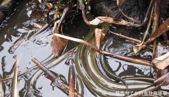 农民这种地方养黄鳝, 二个月后收入数万, 估计没人敢吃!