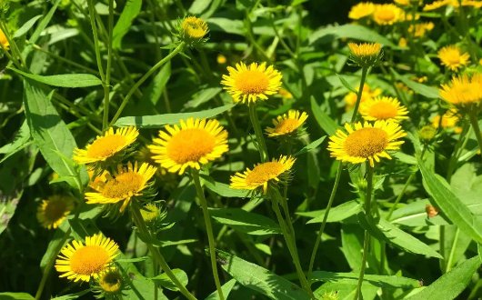 『适合』喜欢菊花?不如养一盆“日光菊”,耐寒又耐旱,花期长适合盆栽养