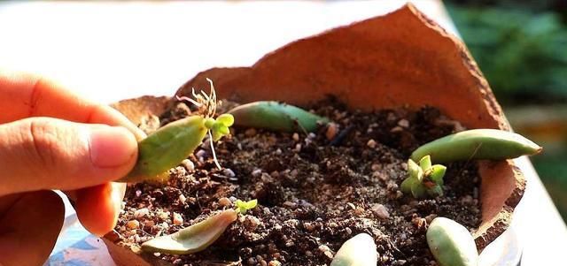  「植物」多肉植物掉叶子?趁着春天,捡几片埋土里,30天后就是一盆花