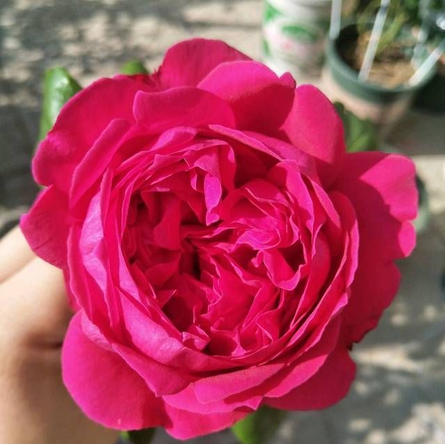 『红龙』红龙月季花苞总是有黑斑就是不绽放是怎么回事3个原因不能忽视