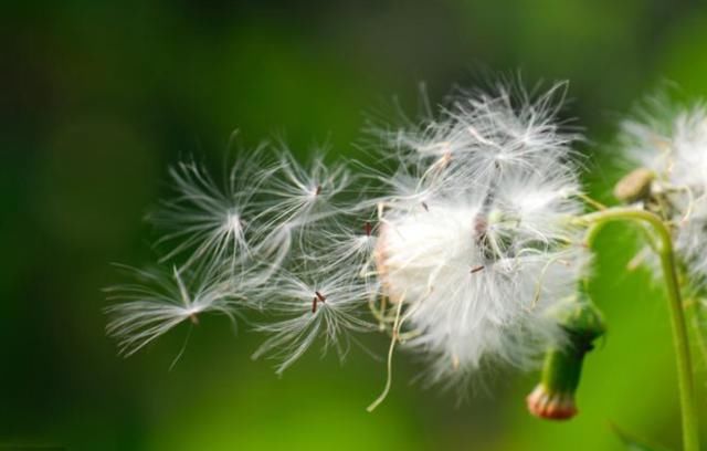  没错@七八十年代喂猪的野草，不是中药材就是野菜，吃过的是土豪