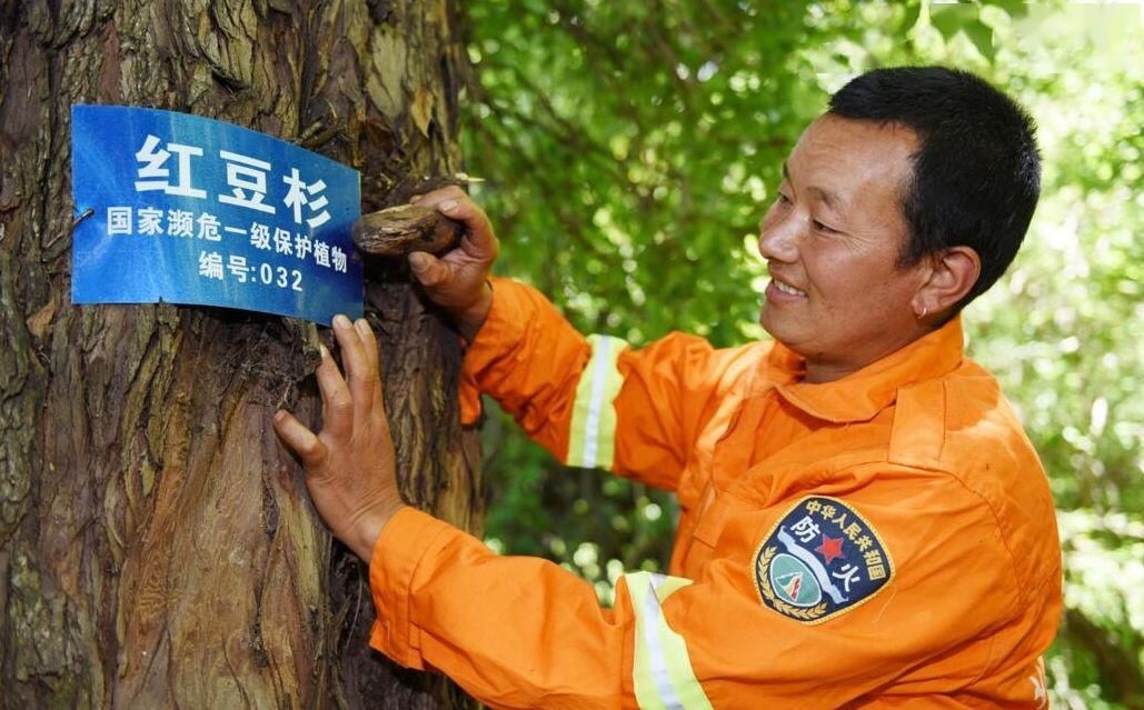 『木材』除红木外最受欢迎的13种名贵木材,就是它们……