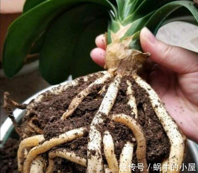 细节|君子兰秋季换盆,注意4个小细节,不影响正常开花