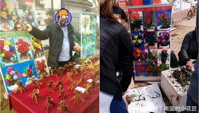  【花别买】养花技巧：遇到这6种花，白送都不要，轻则养残，重则养不活！