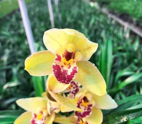  【轻松】金光闪闪，耀眼夺目的皇妃兰，魅力不可挡，轻松就能开爆盆！