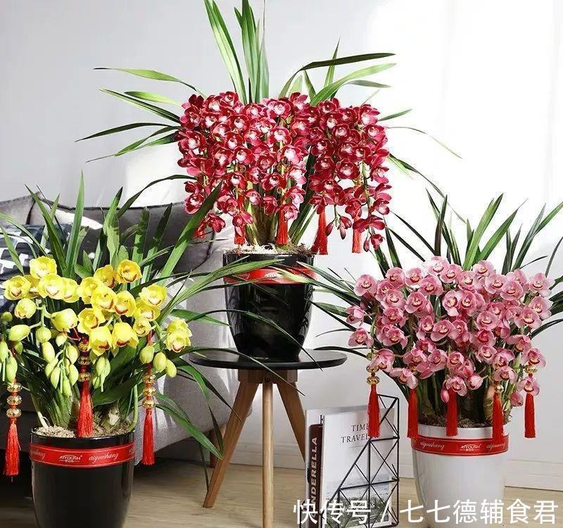  [冬季室内]离过年只剩十几天，这15种花年味十足，再不准备就迟了