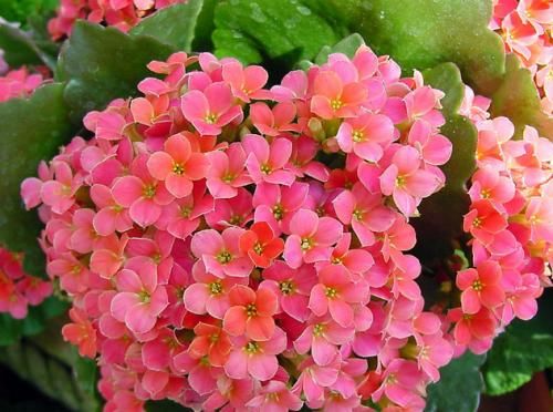  长寿花@3种花，有个阳台就能养，盆越小开花越多，轻松开成花园