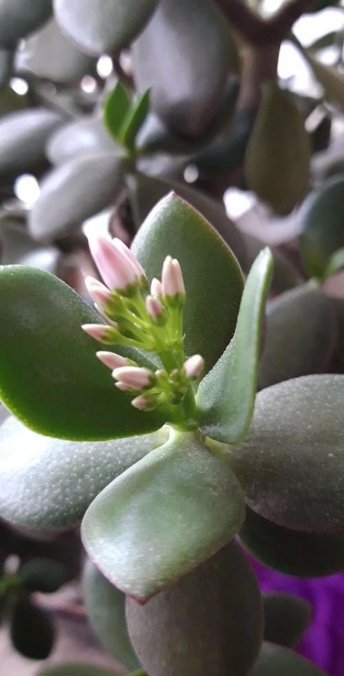  「粉白色」户外养的玉树特好开花，花朵粉白色的，也能养成室内小盆栽