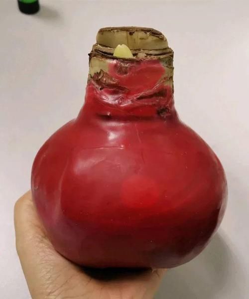  朱顶红：看见这花可别买，忍住，小心被忽悠，花钱买气受！