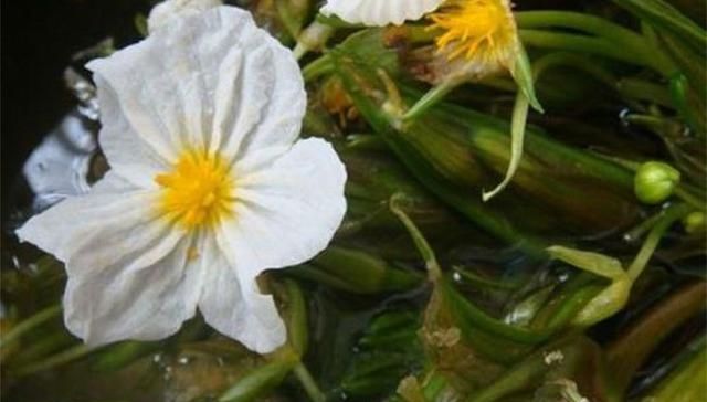  【水上】这种野菜浮在水上长，见到一定多摘些，“富贵菜”想吃到太难了