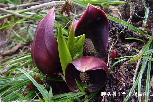 「植物」植物也会发热?来看看吧