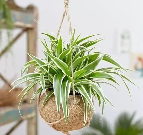  家里■家里装修，我这么繁殖“吊兰”，省钱还快