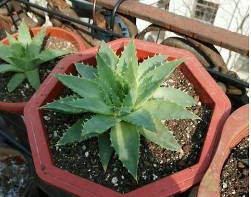 开花@我家的芦荟,叶子翠绿肥厚,还开花了!怎么养的?