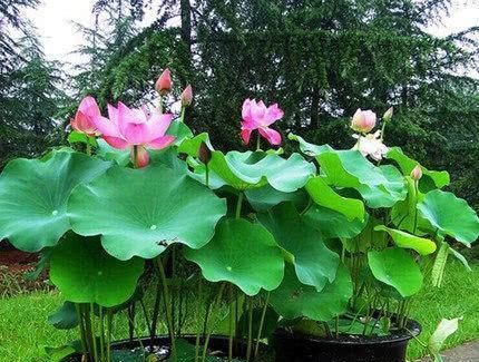 『水里』一个“碗”种一盆花,这花适合家养,15粒种子扔水里,开好多花