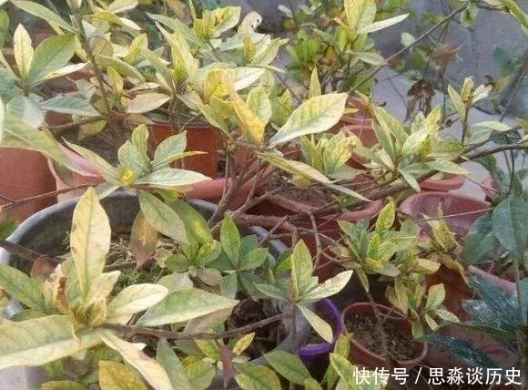 『发财树』10米长的绿萝,阳台放不下了,看看他是怎么养的吧