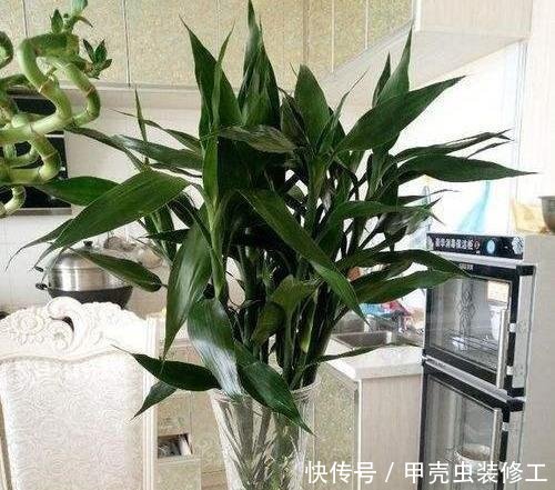  试试：家里这几种花，天生怕晒，一晒就黄，不信就试试