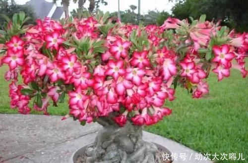 室内|这些特耐旱的盆栽植物,养室内干旱几周都不会挂