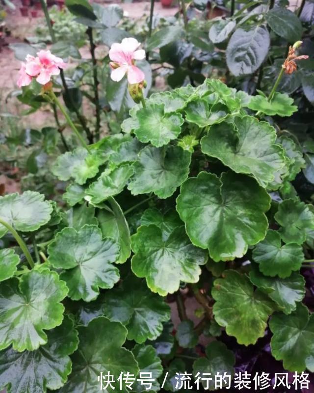  #补充养分#这花千万别养老桩，越老越不开花，想赏花砍1刀，立马满头花苞