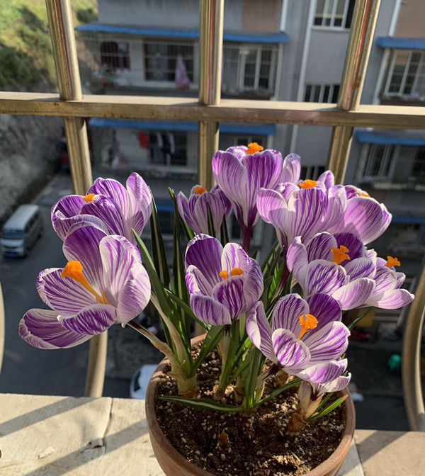  『蟹爪兰』家里养花就养这4款花，芳香馥郁，花苞开满整个阳台