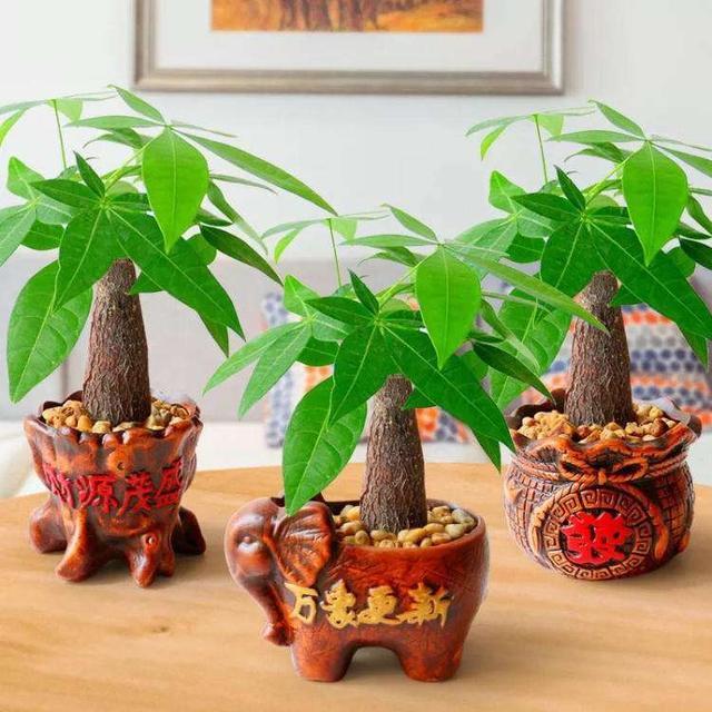  『花盆』需“穷养”的5种花，用小花盆，少浇水，越长越喜人