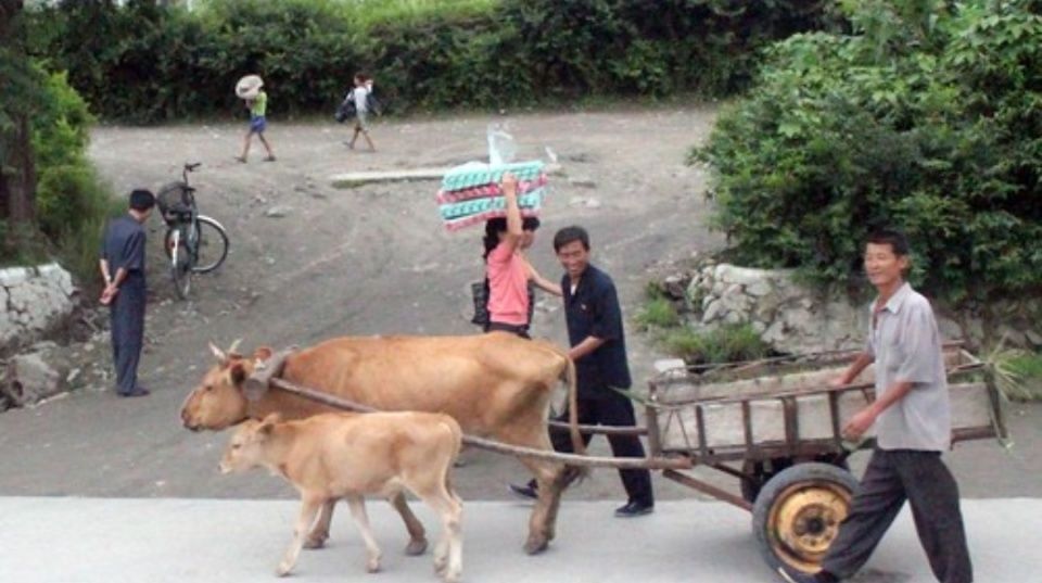  #见到#在朝鲜，你能见到哪些农用车？一种体型庞大一种古老原始