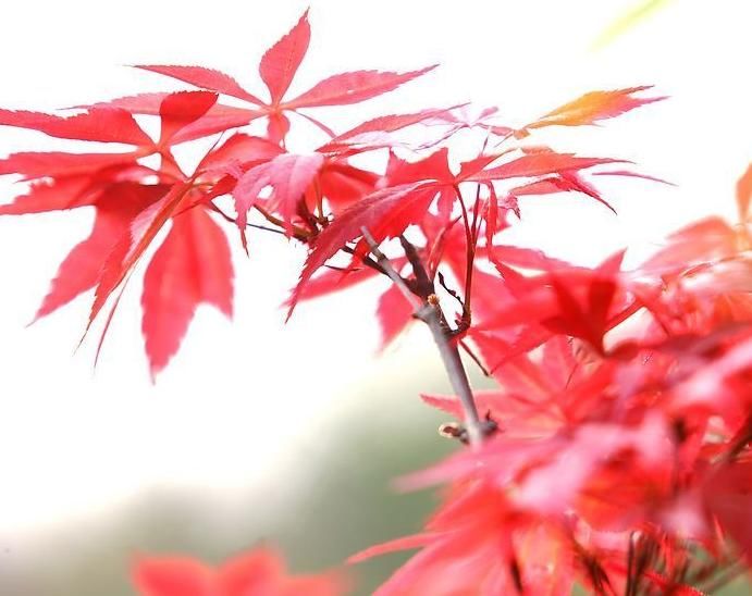 内心:喜好干净的三大生肖,生活不管多累多苦,内心精致房屋干净