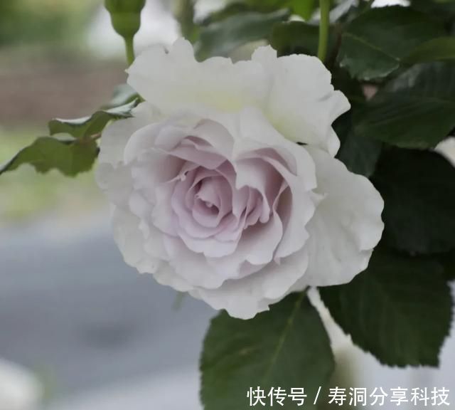  「品种」梦幻悠长，无法抗拒，月季的那抹蓝紫色美得清凉又高级！