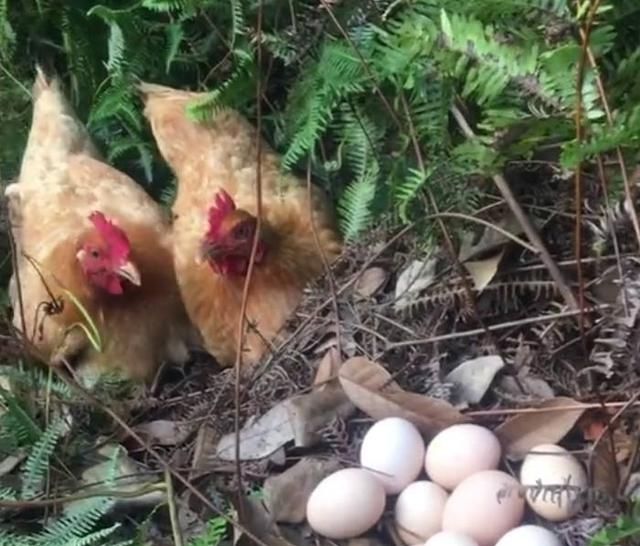  「一块钱」农民山上放养的土鸡，每天产蛋一个，一个一块钱，年