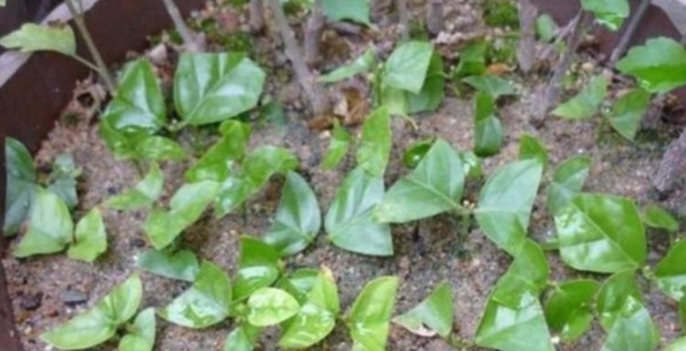  『茉莉花』4种花插土里就活，10天就生根，一年开花200多天，新手也能养好！