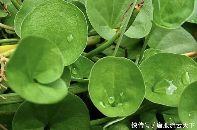 「记得」河岸上,若是遇见1种“杂草”,记得保护,人称“马蹄金”,珍贵