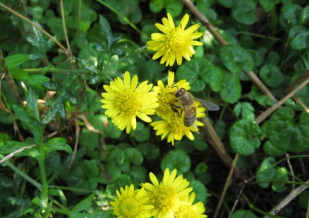 乡下路边的小黄花，农民们看到像野草时，却不知50元一斤