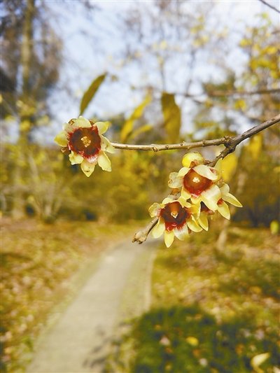 破纪录了!入冬以来全省平均日照时数仅45小时