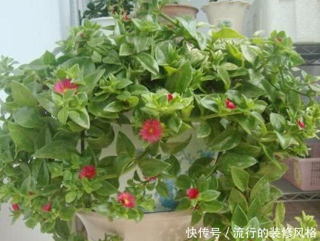  「植物」夏天就养4种植物，随便养一种，赏花赏一年，你养了吗？