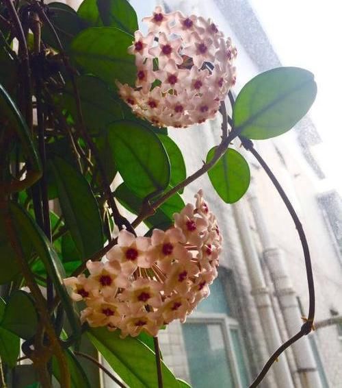 「球兰」球兰很怪异，必须用“小盆”种，藤蔓才能长，开花才能更多