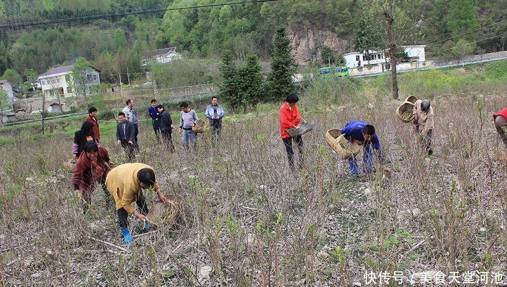  我国■在国外臭名昭著，我国农民却当成宝，一斤8元，还曾是农村