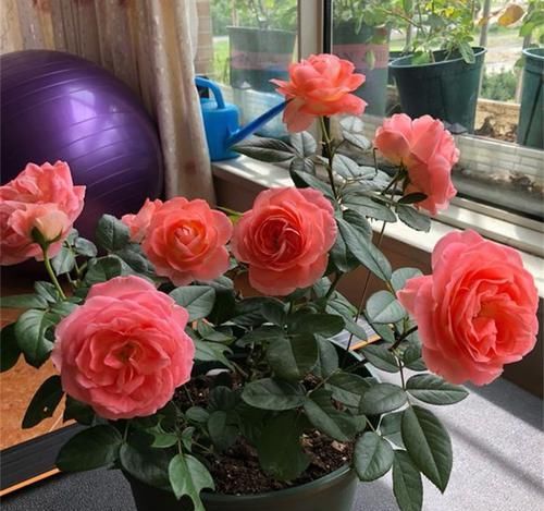  家里■此“天然”有机肥，能防土板结、促花全面生长，淘米水不如“它”