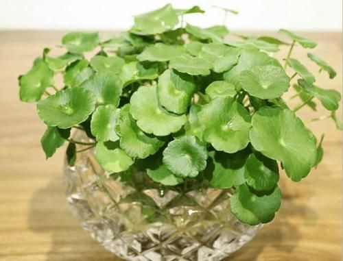 铜钱草■这4种植物,没有土也能长得很好