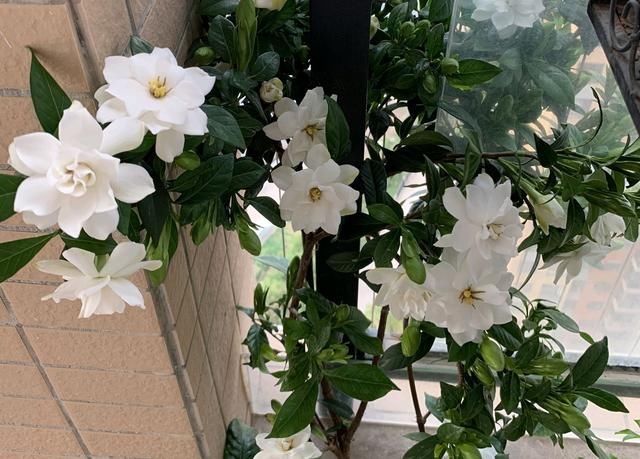  花苞@栀子花少一天浇水就黄叶枯花苞？比伺候月子还难受，就该洗个澡