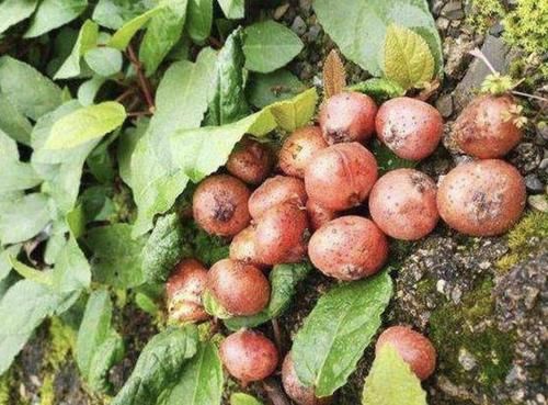  #结出来#山坡下的1种“地瓜泡”，果子比“樱桃”漂亮，见到别踩它，珍贵