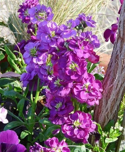 『花语』紫罗花开香淡淡,不与它花比妖艳,一任花开又自凋,端庄朴素送人间。
