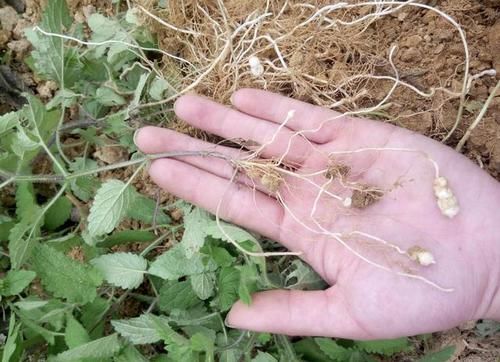  人称■珍贵的1种“野草”，在山坡下繁殖快，人称“地蚕草”，记