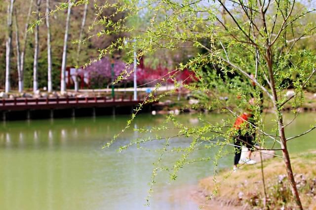 三月春暖花开，又到了寻花问柳的季节!