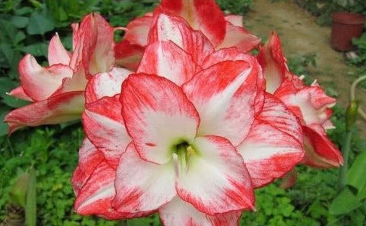  #花期#谁见了都喜欢的花，好养又漂亮，花期特别长，养在阳台新清大气！