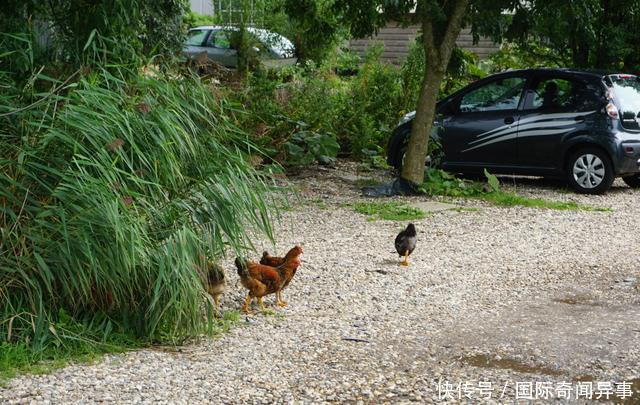 高度发达国家的农村风景——荷兰农村是这个样子的