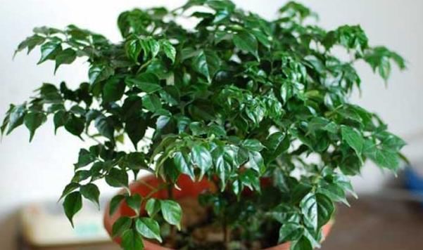  『家里』在家里养殖幸福树，要常为它修剪，详解幸福树的修剪方法