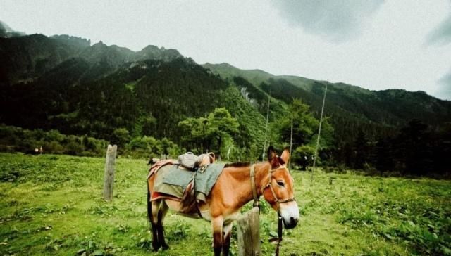 天堂向左，雨崩向右。不去天堂，就去雨崩