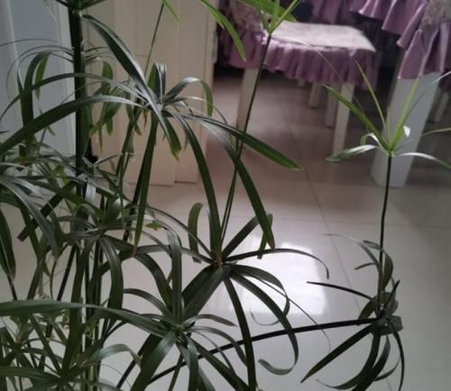  [叶子是比较]室内稀有的观叶植物，选这3种，别人家都没有！